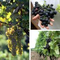 Potraga za starim i nepoznatim sortama u srpskim vinogradima Identifikacija vinskog nasleđa uz pomoć novih genetičkih metoda