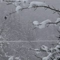 U Ivanjici sneg izazvao probleme, neprohodni putevi, brojna domaćinstva bez struje, polomljeno drveće…(VIDEO)
