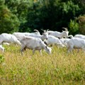 Зрењанинац канцеларију заменио сточарством: Стадо коза зарађује плату