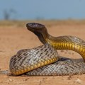 Najotrovnija zmija na svetu mnogima je nepoznata: Koliko otrova sadrži jedan njen ugriz