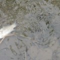 Meštani strahuje se od zaraze Nezabeležen pomor ribe u reci Bjelici kod Guče uznemirujući prizor, ribočuvari sprovode istragu…