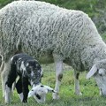 Pirotska pramenka pred izumiranjem Od njene vune se prave čuveni ćilimi, a ostalo ih je još samo 300 na svetu