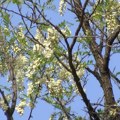 Ranije cvetaju korovi i trave koji podstiču jake alergijske simptome