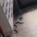 (Video) Zmije osvajaju Srbiju, jedna snimljena u ulazu stambene zgrade! Nagli porast temperatura namamio gmizavce na ulice