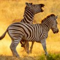 Neukrotive lepotice savane mogu da ugroze život: Zašto se dešava da "miroljubive" zebre napadnu ljude