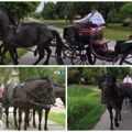 (Video) Dok druga deca igraju igrice, on jaše konje i vodi imanje! Jovan (10) iz Novih Kozaraca brine o stoci i zemlji kao…