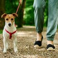 Da li pas treba da jede pre ili posle jutarnje šetnje? Evo šta kaže veterinarka