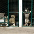 Kućni ljubimci čekaju nove domove! Loznički azil za napuštene životinje