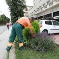 Jkp Šumadija: Uređenje alpinetuma i cvetne rasade u Kragujevcu
