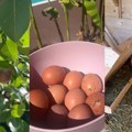 (Video): Seka sakupila jaja od kokošaka, u dvorištu ima jagnjad i zasađen luk: Pevačica pokazala kako se sprema Uskrs u…
