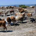 Heroji, vi ste ponos Srbije! Vojska spasila od sigurne smrti stoku na Staroj planini