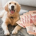 Ljubimac zarađuje više od lekara: Rečenica "živim kao pas" dobila novo značenje - Imaju veći prihod od 60% sveta