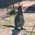 Da li ste znali? U okolini Niša živi kengur po imenu Dragan i nije baš druželjubiv prema gostima