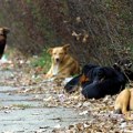 Sve više ujeda pasa na području Nišavskog okruga, za četiri godine skoro dupliran broj