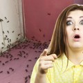 Да ли је ваша кућа магнет за инсекте? Ако су је преплавили мрави, осе и мушице, ово је разлог