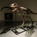 Skeleti dinosaurusa stari 76 miliona godina na aukciji: Cena bi mogla da dostigne dva miliona dolara