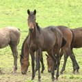 Ergela Zobnatica konstantno uvećava broj punokrvnih takmičarskih konja