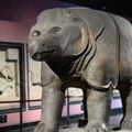 Naučnici otkrili 14 miliona godina star fosil nosoroga u istočnoj Aziji