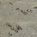 U Nevadi sakupljaju i sele hiljade divljih konja zbog suše