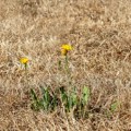 Meteorološkinja za Danas o najvećim klimatskim rizicima za Srbiju: Koliko brzo se klima menja i šta nas tek čeka?