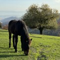 Domaćin sa Golije poklanja 10 ari zemlje: Ima samo jedan uslov FOTO