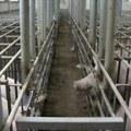 Kosovo zabranilo uvoz živih svinja iz Hrvatske - kako bi sprečilo širenje afričke kuge