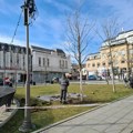 Počela zamena osušenih sadnica na Trgu vojvode Radomira Putnika (FOTO)