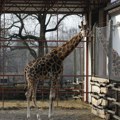 Do sredine godine u Zoološkom vrtu novi "Bejbi zoo"