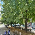 Hladovina koja čuva ulicu (foto vest)