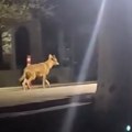 (Video) Panika u jednom od omiljenih letovališta Srba! Žena na plaži u Grčkoj licem u lice sa opasnom zveri: Objavljeno…