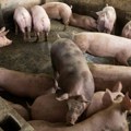 Zaražene svinje pokopane u blizini kuća i izvorišta u Klokotu, meštani u strahu