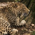 Želela sliku na kojoj mazi leoparda: Devojčica u bugarskom zoo vrtu zažalila zbog odluke da pruži ruku preko ograde