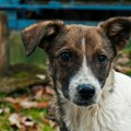 Studija: divlji psi koji žive u oblasti Černobilja razvili genome otporne na rak