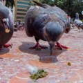 Zbog čega ptice jedu izmet – naučnici i dalje tragaju za odgovorom