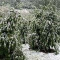 Vremenske (ne)prilike zadale nove glavobolje poljoprivrednicima: Sneg bi mogao da slomi grane i uništi plodove