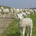 Žena prijavila utaju ovaca: Muškarcu dala 159 životinja na čuvanje, on odbija da ih vrati