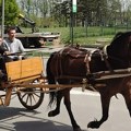 Veterinar otkrio u kakvom stanju su otrovani konji na kragujevačkom hipodromu