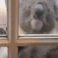 Snimak koji topi srce Očajna koala je molila za pomoć, pratili su ga i ugledali horor scenu (video)