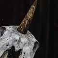Misteriozna "lobanja jednoroga" nađena na neobičnom mestu: Dokaz da je legenda istinita ili čista prevara?