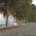 Paljenje drvoreda pored puta