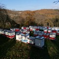 Raspisan javni poziv za podsticaje pčelarima: 1.000 dinara po košnici