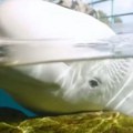 Dva beluga kita sa mladuncima spasena u Rusiji, izvučeni iz stena