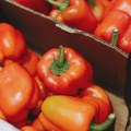 Bugarska vratila 11,6 tona paprika iz Severne Makedonije