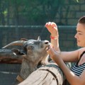 Odrekla se putovanja i gradskog života da bi ostvarila san: Jovana (20) novac od malina uložila u koze i pokrenula biznis…
