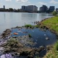 Izliva se kanalizacija u Savu kod Novog Beograda
