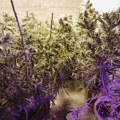 У Лебану откривена импровизована лабораторија за узгој марихуане