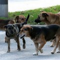 Čačanski besni psi seju strah: Građani uplašeni: "Ogromni su, imaju velike čeljusti i šetaju naseljem usred bela dana"
