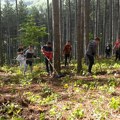 Akcija uređenja šumske površine na Glavici (video)