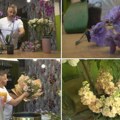 On ima neobične pacijente, on je srpski doktor za cveće Nikola orhideje vraća u život, osim stručne terapije biljkama…