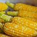 Varga: Zbog toplotnih talasa u subotičkom ataru očekuje se manji prinos kukuruza